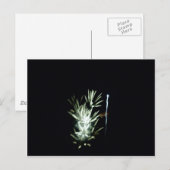 Feuerwerke! 4. Juli Design Postkarte (Vorne/Hinten)