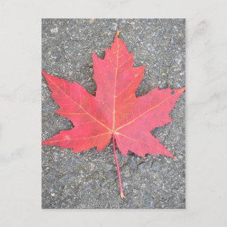 Feuille morte postkarte