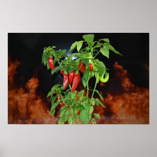 Feuriger Heißer Chili. Poster