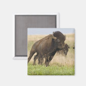 Feuriger junger Bisonbulle im Tallgrass Magnet (Vorderseite/Rückseite)