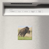 Feuriger junger Bisonbulle im Tallgrass Magnet (In Situ (Geschirrspüler))