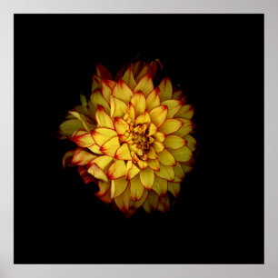Feuriges Goldenes Dahlien-Blumenposter Poster
