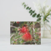 Fiary Duster Postcard Postkarte (Stehend Vorderseite)