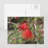 Fiary Duster Postcard Postkarte (Vorne/Hinten)