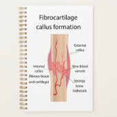 Fibrocartilage Callus formation Planer (Vorderseite)