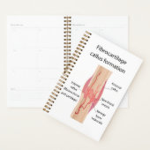 Fibrocartilage Callus formation Planer (Anzeige)