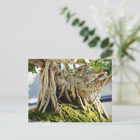 Ficus Banyan Bonsai Tree Roots Postkarte (Stehend Vorderseite)