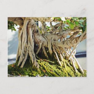 Ficus Banyan Bonsai Tree Roots Postkarte