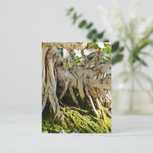 Ficus Banyan Bonsai Tree Roots Postkarte (Stehend Vorderseite)