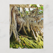 Ficus Banyan Bonsai Tree Roots Postkarte (Vorderseite)