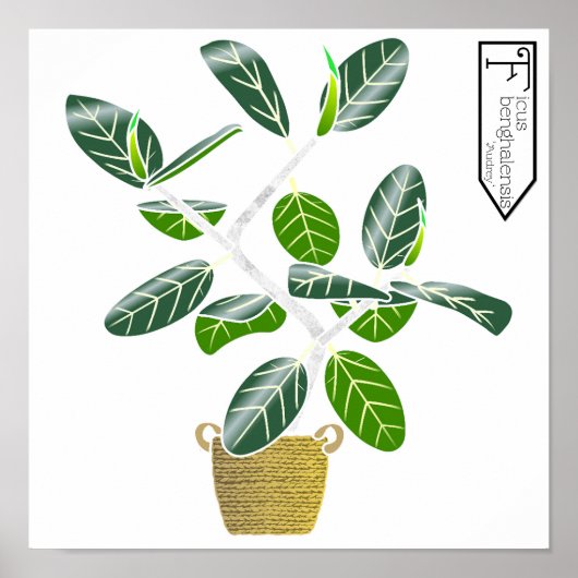 Ficus benghalensis 'Audrey' Fig Tree Poster Print (Vorne)