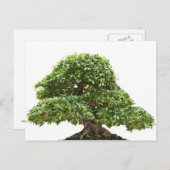 Ficus bonsai abgeschieden postkarte (Vorne/Hinten)