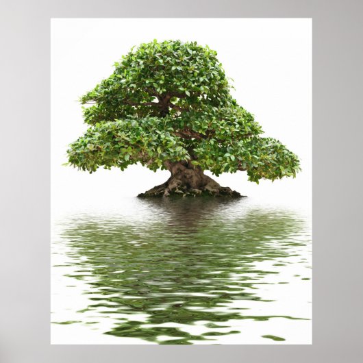 Ficus bonsai poster (Vorne)