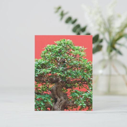 Ficus bonsai postkarte (Stehend Vorderseite)