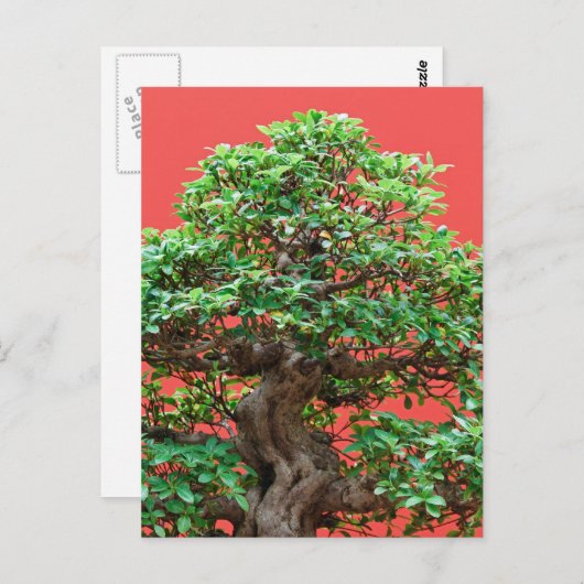 Ficus bonsai postkarte (Vorne/Hinten)