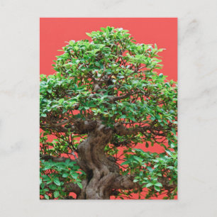 Ficus bonsai postkarte