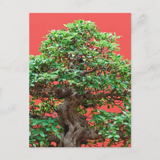 Ficus bonsai postkarte (Vorderseite)