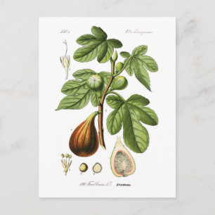 Ficus carica (Feige) Postkarte