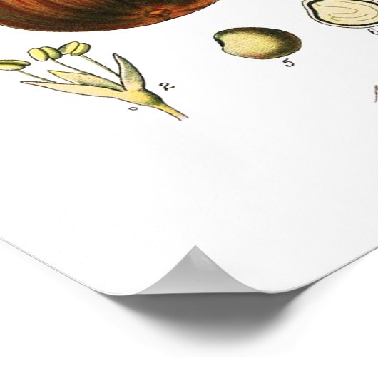 Ficus carica (Fig. Poster (Ecke)