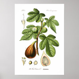 Ficus carica (Fig. Poster