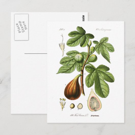 Ficus carica (Fig. Postkarte (Vorne/Hinten)