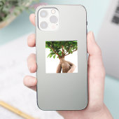 Ficus Ginseng Aufkleber (Telefon)