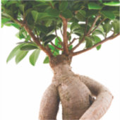 Ficus Ginseng Aufkleber (Vorderseite)