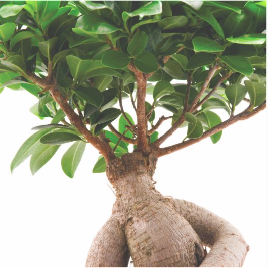 Ficus Ginseng Aufkleber (Vorderseite)