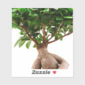 Ficus Ginseng Aufkleber (Blatt)