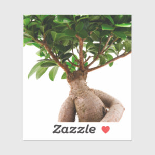 Ficus Ginseng Aufkleber