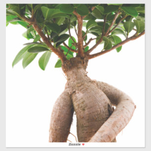 Ficus Ginseng Aufkleber