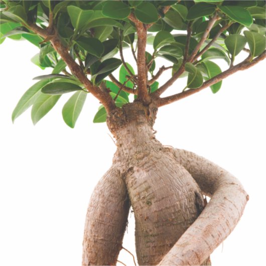 Ficus Ginseng Aufkleber (Vorderseite)