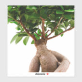 Ficus Ginseng Aufkleber (Blatt)
