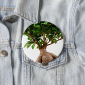 Ficus Ginseng Button (Beispiel)