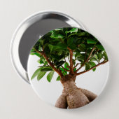 Ficus Ginseng Button (Vorne & Hinten)