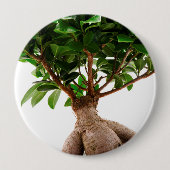 Ficus Ginseng Button (Vorderseite)