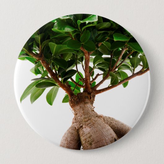 Ficus Ginseng Button (Vorderseite)