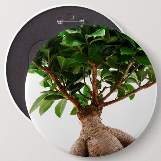 Ficus Ginseng Button (Vorne & Hinten)