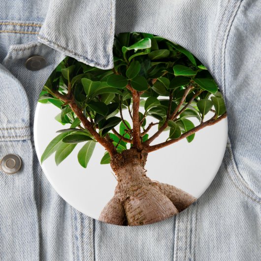 Ficus Ginseng Button (Beispiel)