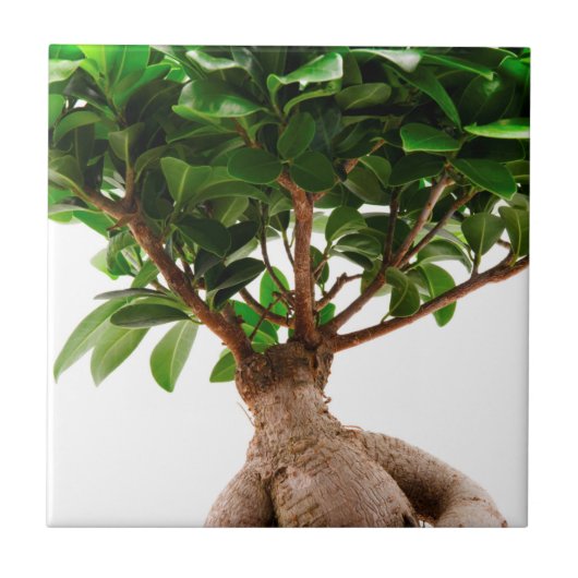 Ficus Ginseng Fliese (Vorderseite)
