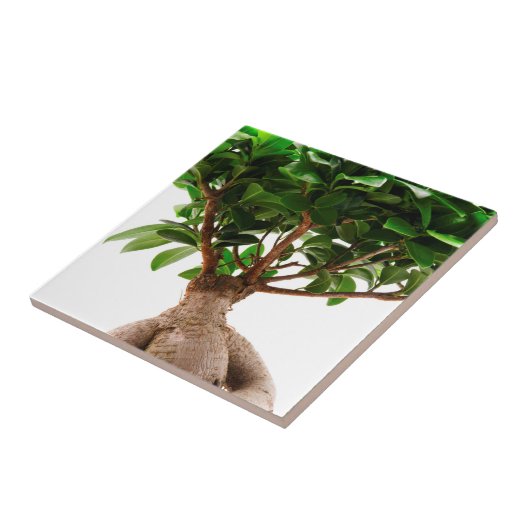 Ficus Ginseng Fliese (Seite)