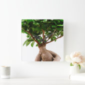 Ficus Ginseng Quadratische Wanduhr (Zuhause)