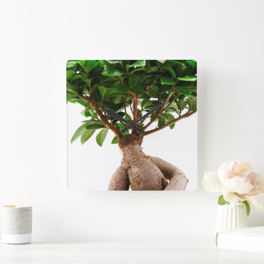 Ficus Ginseng Quadratische Wanduhr (Zuhause)