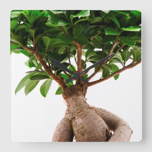 Ficus Ginseng Quadratische Wanduhr (Vorderseite)
