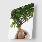 Ficus Ginseng Quadratische Wanduhr (Winkel)