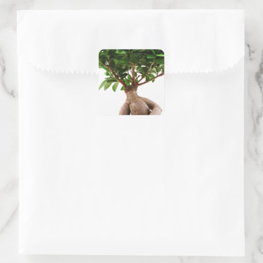 Ficus Ginseng Quadratischer Aufkleber (Tasche)