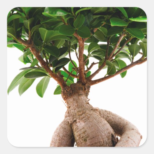 Ficus Ginseng Quadratischer Aufkleber (Vorderseite)