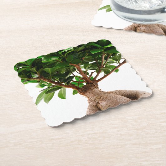 Ficus Ginseng Untersetzer (angewinkelt)