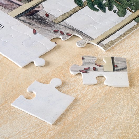 Ficus Indica eystettensis, vom 'Hortus Eystet Puzzle (Seite)