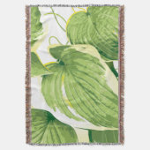 Ficus Pflanze 2 Decke (Vorderseite Vertikal)